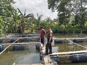 Wujudkan Ketahanan Pangan Serda Bimbi Melakukan Pendampingan Warga Dalam Budi Daya Lele