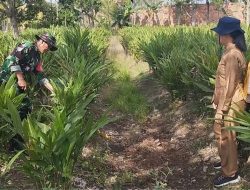 Dukung Program Swasembada Pangan Serka M Ahyar Bantu Petani Cek Tanaman Lengkuas