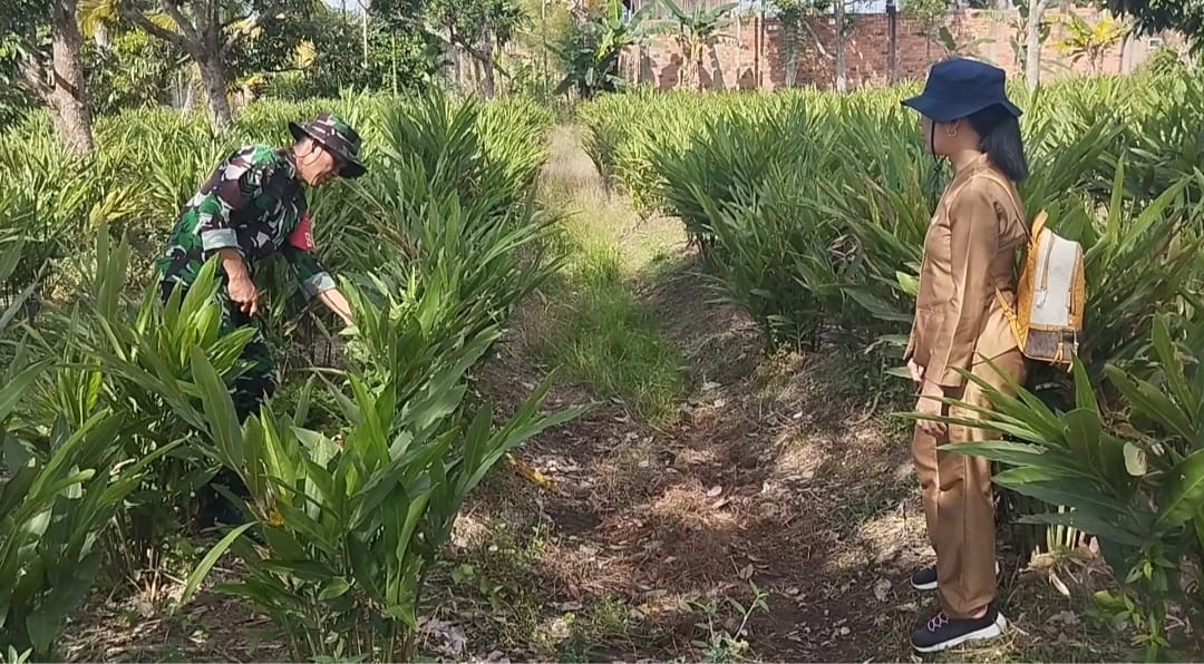 Dukung Program Swasembada Pangan Serka M Ahyar Bantu Petani Cek Tanaman Lengkuas 1