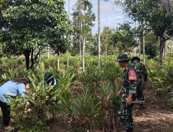 Serka M Ahyar dan Serda Sri Handono Melaksanakan Pengecekan Tanaman Lengkuas Sebagai Bentuk Ketahanan Pangan