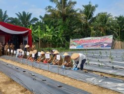 Babinsa Koramil 418-07/Sukarami Monitoring Kegiatan Gerakan Penanaman Cabai Dan Bawang Dari Dinas Pertanian