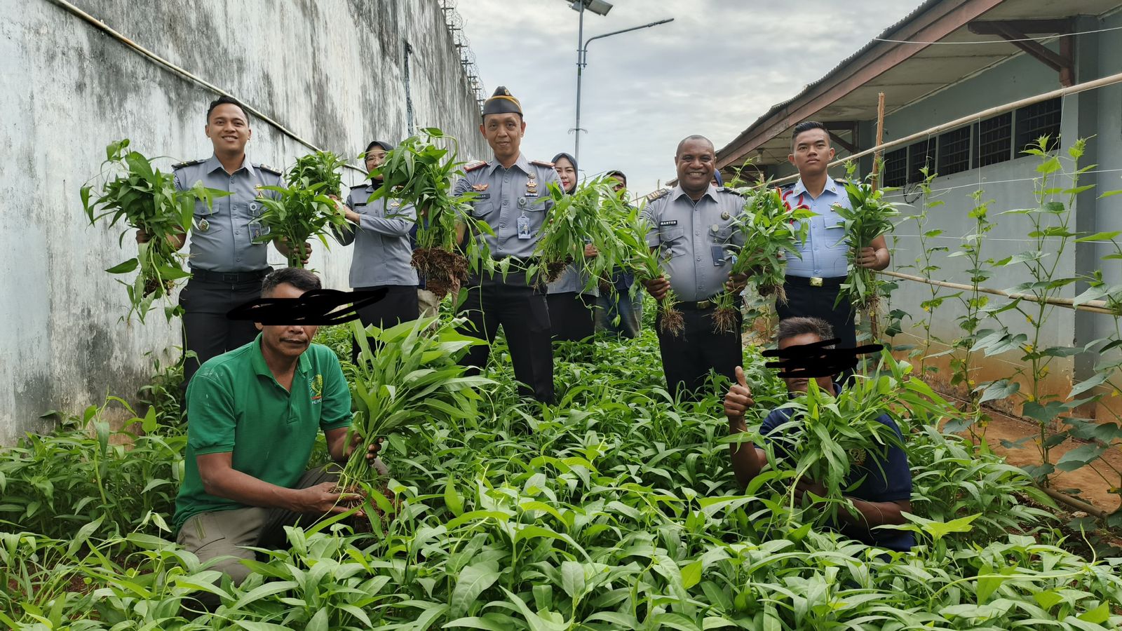 Kepala Rutan Kelas I Palembang Panen Kacang Panjang dan Kangkung Bersama Warga Binaan 1