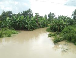 Saat Banjir Datang, Ratusan Pohon Pisang Warga di Lempuing Tenggelam Terendam Hingga Satu Meter