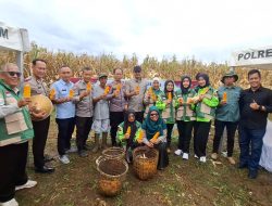 Kapolres Pagar Alam Turun Langsung Panen Jagung, Wujud Nyata Dukung Ketahanan Pangan Nasional