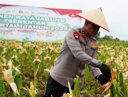 Kapolda Sumsel Didampingi Kapolres Ogan Ilir Salurkan Bansos pada Panen Raya Jagung Serentak