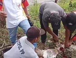 Satpol PP Pasma Air Keruh Gelar Pemotongan Kambing sebagai Wujud Kebersamaan