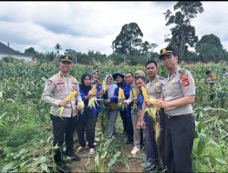 Polres Musi Rawas Utara Panen Jagung Manis di Kebun Mako Polres