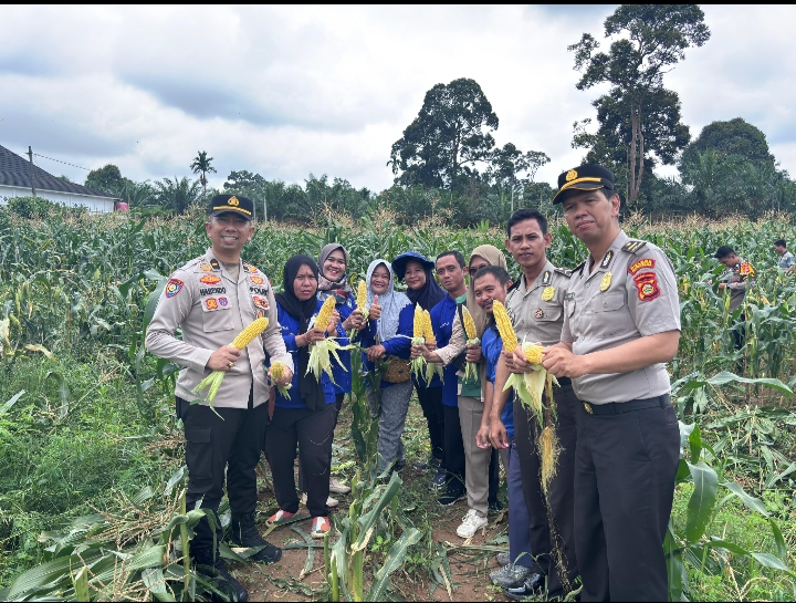 Polres Musi Rawas Utara Panen Jagung Manis di Kebun Mako Polres 1