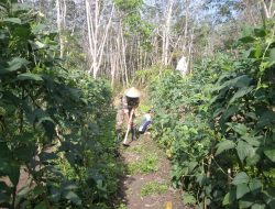 Turun ke Dusun Sungai Lacak, Babinsa Bahas Lonjakan Permintaan Sayuran