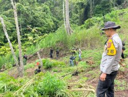 Ladang Ganja 3 Hektar di Empat Lawang Terungkap, 8 Karung Siap Edar Diamankan Polisi