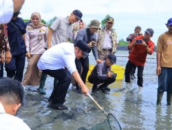 Herman Deru Tinjau Panen Udang di OKI, Perkuat Dukungan Infrastruktur dan Produktivitas Tambak