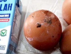 Telur MBG di Tulungagung Diduga Masih Berkotoran Ayam, Warga Pertanyakan Standar Kebersihan