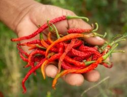 Cuaca Ekstrem Picu Gagal Panen Cabai di Lubuk Mabar, Petani Empat Lawang Terpukul