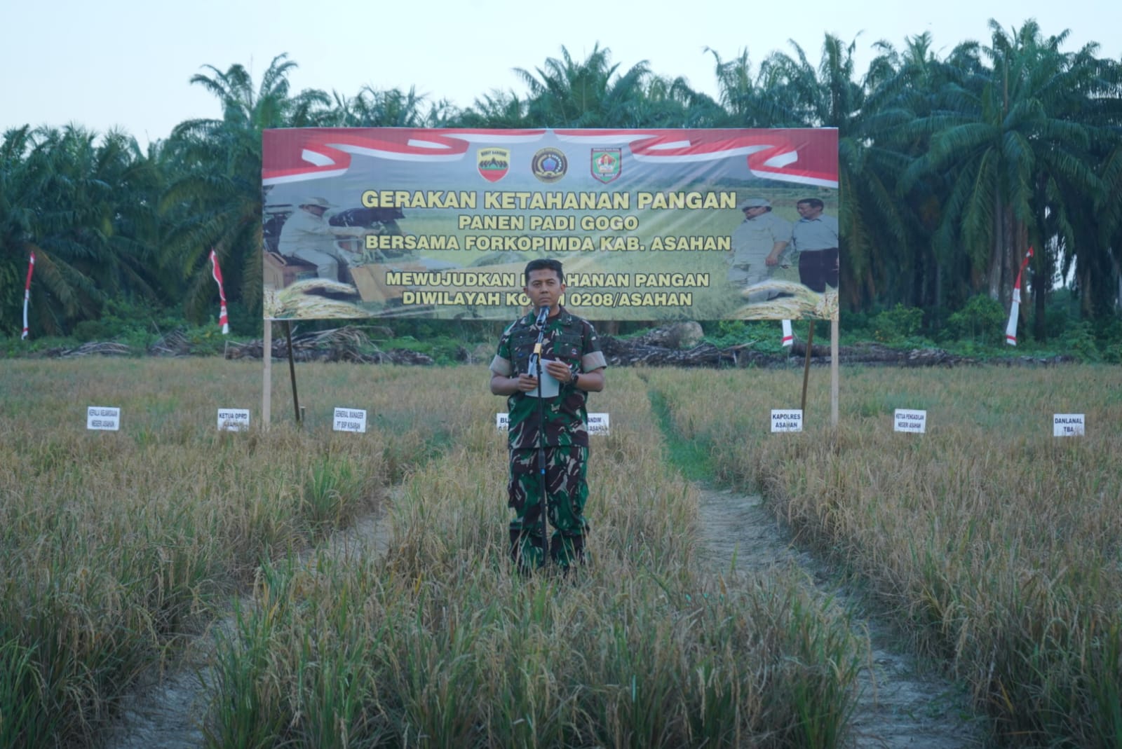 Kodim 0208/Asahan Gelar Panen Raya Padi Gogo Bersama Forkopimda, Dukung Ketahanan Pangan Nasional 1
