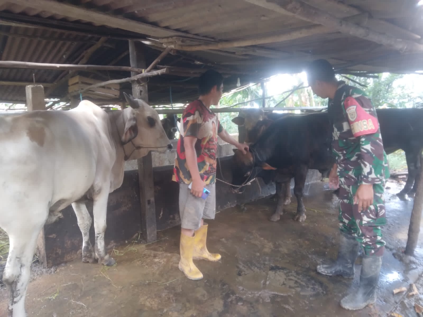 Babinsa Pulokerto Laksanakan Komsos dengan Peternak Sapi di Gandus 1