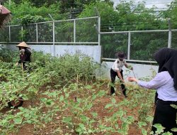 Pegawai dan Peserta Magang Rutan Kelas I Palembang Panen Terong dan Kangkung di Area Ketahanan Pangan