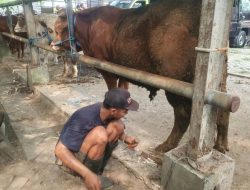 Jelang Idul Adha, Permintaan Jasa Salon Sapi di Tulungagung Meningkat Dua Kali Lipat