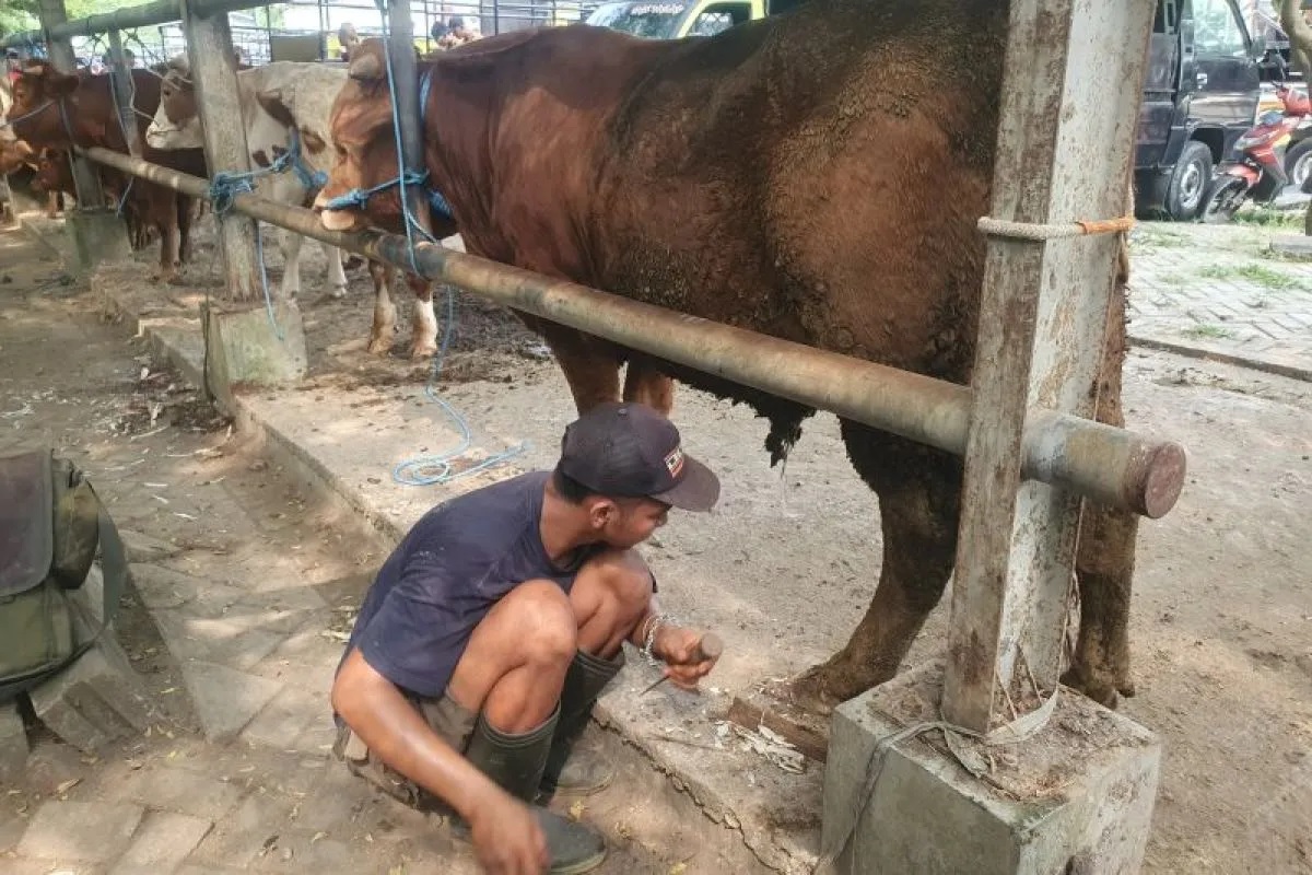 Jelang Idul Adha, Permintaan Jasa Salon Sapi di Tulungagung Meningkat Dua Kali Lipat 1