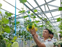 Panen Melon SAE, Rutan Kelas I Palembang Wujudkan Pembinaan Produktif dan Dukung Ketahanan Pangan