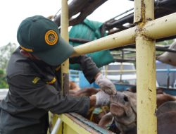 Tempat Pengeluaran Hewan Kurban, Barantin Perketat Pengawasan di Pelabuhan Tanjung Api-Api