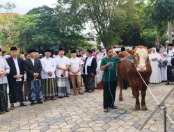Pemkab Tulungagung Salurkan 29 Sapi Kurban untuk Perkuat Kebersamaan dan Gotong Royong pada Idul Adha 1447 H