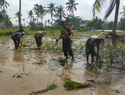 Babinsa Sungai Lais Bersama Kelompok Tani Sepakat Dua Tanam Padi, Wujud Dukungan Ketahanan Pangan