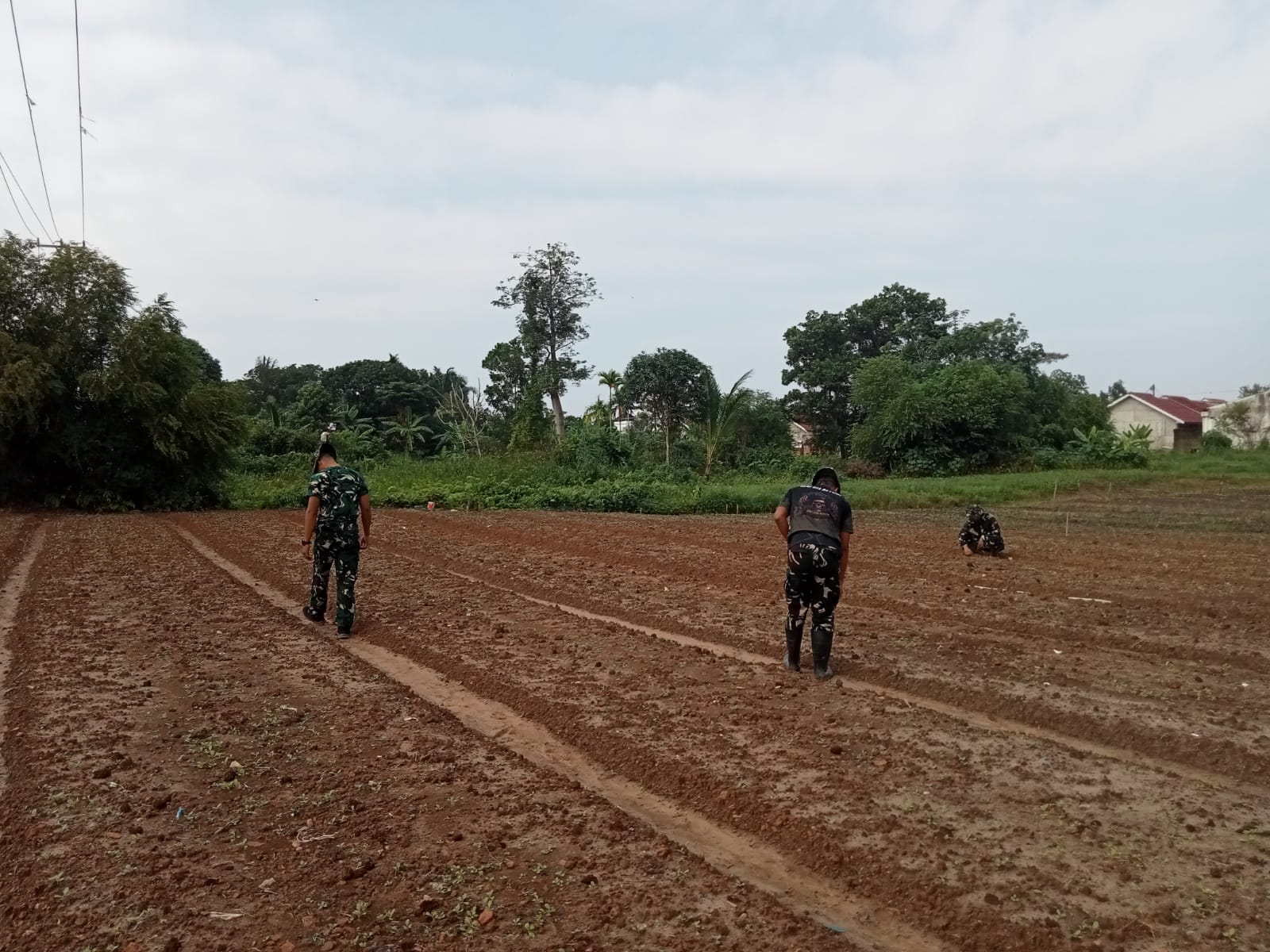 TMMD ke-129 Kodim 0418/Palembang Sulap Lahan Tidur Jadi Kebun Produktif, Satu Hektare Siap Hasilkan Sawi dan Pakcoy 1