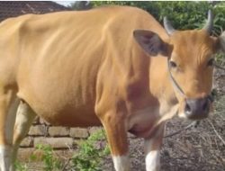 Sapi Senilai Rp14 Juta Hilang Misterius, Rencana untuk Santapan Resepsi Pernikahan Anak