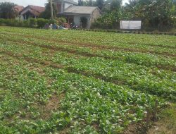 Hari Ke-19 TMMD Ke-129, Lahan Ketahanan Pangan Talang Jambe Terus Dirawat Demi Panen Berkualitas