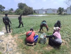 Bukan Hanya Bangun Infrastruktur, Satgas TMMD ke-129 Ajak Warga Produktif Lewat Panen Sawi