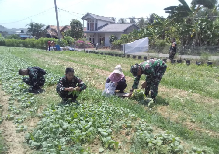 Panen Sawi Bersama Warga, Satgas TMMD ke-129 Dorong Ketahanan Pangan di Palembang 1