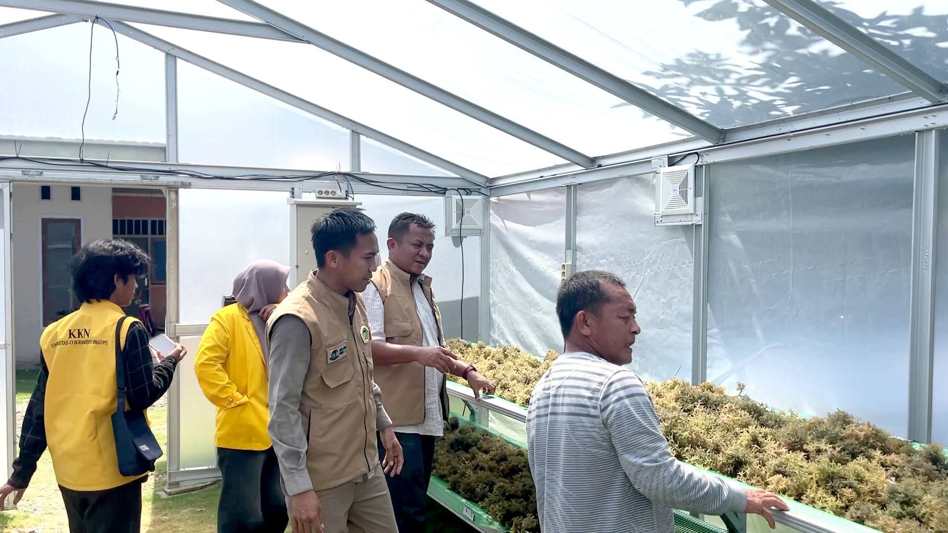 UNCP Kembangkan SOLAR-SEA IoT, Prototipe Pengering Rumput Laut Berbasis Energi Surya dan IoT 2