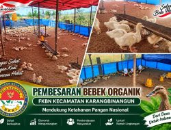 Manfaatkan Lahan Tidur, FKBN Karangbinangun Dorong Pembesaran Bebek Organik Dukung Ketahanan Pangan