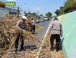 Truk Tronton Kelebihan Muatan Tebu, Polsek Babat Respons Cepat Laporan Call Center 110