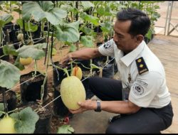 Panen Melon di SAE Rutan Palembang, Wujud Pembinaan Kemandirian dan Dukungan Ketahanan Pangan